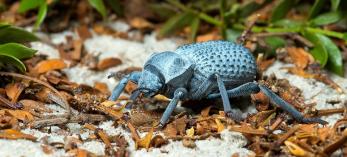 0515_bluedeathbeetle_0.jpg