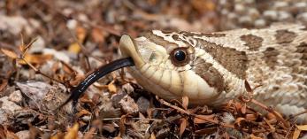 0515_hognosesnakes.jpg