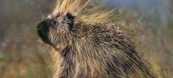0611_porcupine_0.jpg