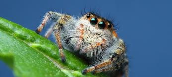 0615_emeraldjumpingspider.jpg