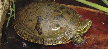 0712_westernpaintedturtle_0.jpg