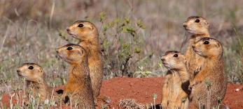 0714_gunninsonprairiedogs.jpg