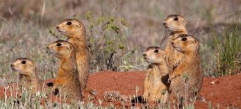 0714_gunnisonprairiedogs.jpg