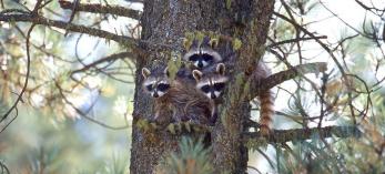 0813_raccoons_0.jpg