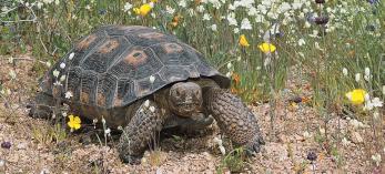 0909_deserttortoises.jpg