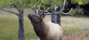 0910_elk_0.jpg