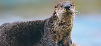 0911_otter.jpg