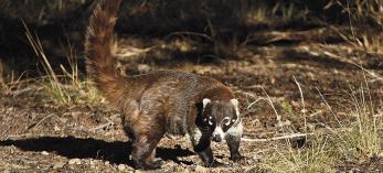 0912_coatimundi.jpg
