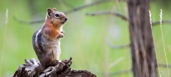 0913_goldenmantelsquirrel_0.jpg