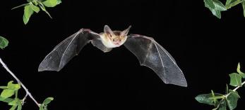 1009_pallidbat_0.jpg