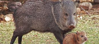 1109_javelina_0.jpg