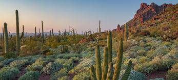 A young organ pipe cactus grows amid saguaros and ocotillos in Organ Pipe Cactus National Monument’s Alamo Canyon. | Paul Gill