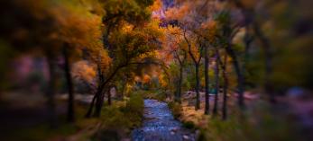 Bright Angel Creek flows past autumn-hued cottonwoods at the bottom of the Grand Canyon, as viewed from a footbridge that spans the creek. | Amy S. Martin 