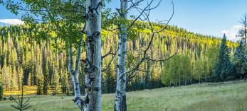 Mature aspens grow at the edge of a large meadow along the Mount Baldy Crossover Trail. | Laurence Parent