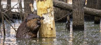 North American Beaver