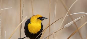 Yellow-headed blackbird photographed by Bruce D. Taubert