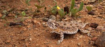 Texas Horned Lizard