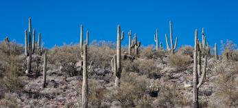 Desert landscape in midday light.