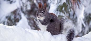 Abert's Squirrel