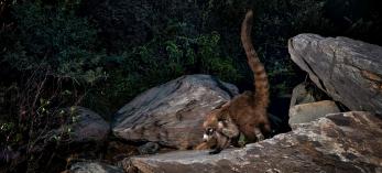 a coati stands on a rock