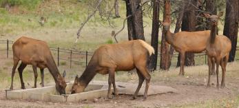 Help AZ Game & Fish deliver water to wildlife