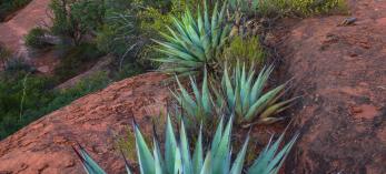 Agaves line a rocky hill.