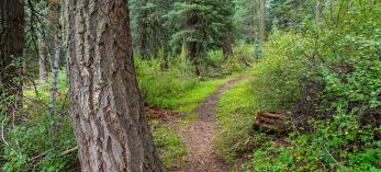 Photograph by Laurence Parent