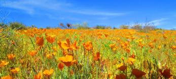 Celebrate Spring in Globe, AZ