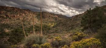 Photograph by Bill Hatcher