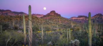 Photograph by Peter Coskun