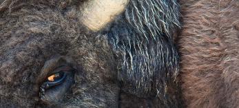 Flies gather moisture from a bison’s eye in DeMotte Park, a clearing just north of Grand Canyon National Park’s North Rim entrance. Photo by Paul Gill