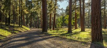 Tall ponderosa pines cast shadows on the Forest Road 307. Photo by Laura Zirino