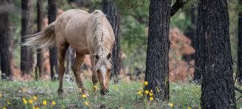 Amid tall ponderosa pines, a horse grazes on wildflowers and grasses in the Heber Wild Horse Territory, near the town of Heber. Photograph by Anne James