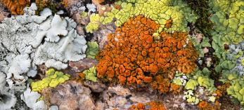 Close-up of colorful lichen by Bruce D. Taubert