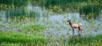 A cow elk (Cervus elaphus) stands in a marshy area at Mormon Lake, southeast of Flagstaff. Photo by Shane McDermott