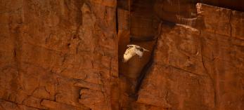 One of the Grand Canyon’s steep cliffs dwarfs a red-tailed hawk (Buteo jamaicensis) as it navigates the gorge.  Photograph by John Sherman