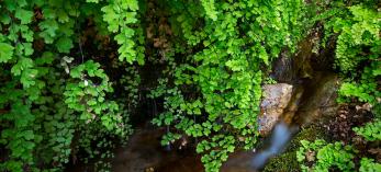 Hanging foliage grows along a perennial spring that feeds  East Clear Creek. Photograph by Joel Hazelton.