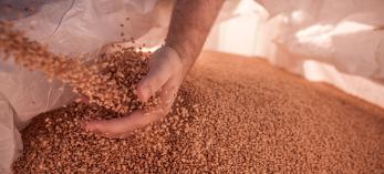 Jeff Zimmerman's hand is seen sifting through a pile of wheat. By Jacques Barbey