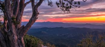 A mature alligator juniper frames a view of sunset from an overlook along Thumb Butte Loop Road. Photograph by Laurence Parent.
