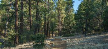 Tall ponderosa pines cast long shadows on the Salida Gulch Trail. Photograph by Laurence Parent.