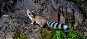 Ringtail cat on rocks at night by Anne James