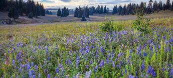 Lupines and other summer wildflowers grow in a meadow along the road to Point Sublime, an overlook on the Grand Canyon’s North Rim. The 17-mile road requires a high-clearance vehicle. LAURA ZIRINO
