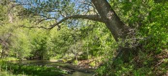 Eagle Creek flows through one of several riparian areas along Upper Eagle Creek Road.  By Paul Gill
