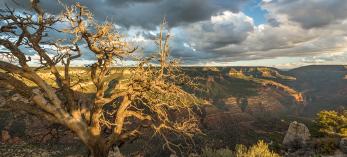A sprawling view of the Grand Canyon  is the reward at the end of the long drive to  Crazy Jug Point. By Paul Gill