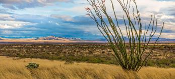 A blooming ocotillo and other desert plants thrive in the sprawling landscape of the Altar Valley. The valley’s watershed covers about 1,000 square miles of Southern Arizona. Jeff Maltzman