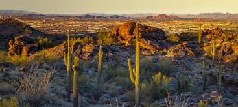 Tall saguaros punctuate an evening view of Phoenix, including Camelback Mountain. By Joel Hazelton