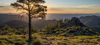 Evergreens punctuate a panorama  of the Hualapai Mountains at sunrise. By Laurence Parent