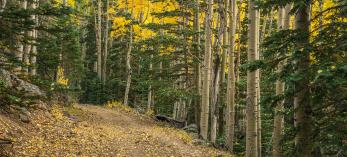 Aspen leaves litter the trail through a green and gold forest. By Laurence Parent