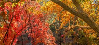 The mottled bark of an Arizona sycamore frames vibrant maple leaves in the Miller Peak Wilderness, part of the Huachuca Mountains of Southern Arizona. By Norma Jean Gargasz