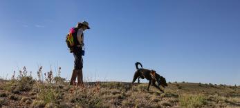 Dog trainer Lauralea Oliver and Circe, a Labrador retriever, search for endangered Fickeisen plains cactuses south of the Grand Canyon. By Eirini Pajak